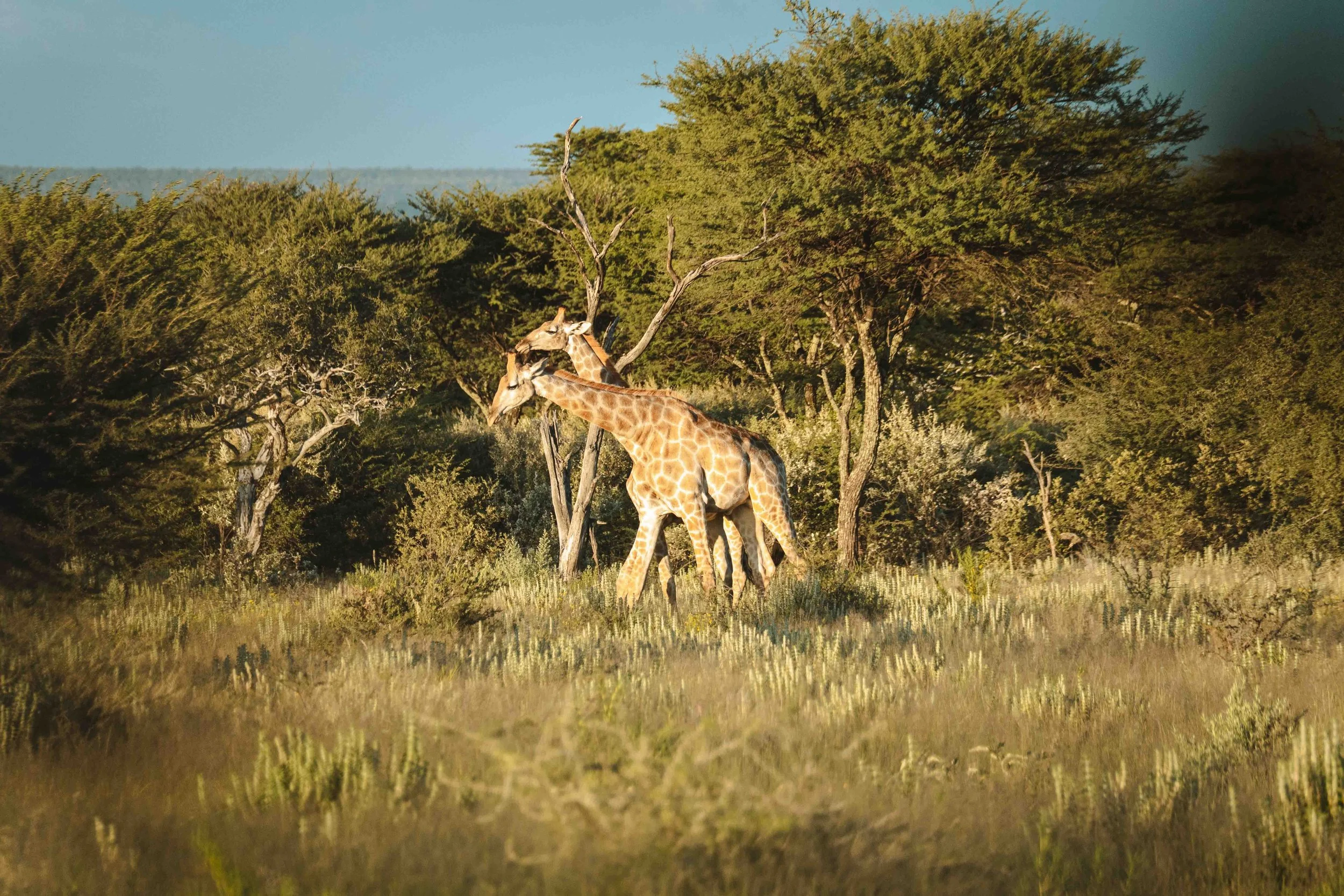 Reitsafari &amp; Yoga '26