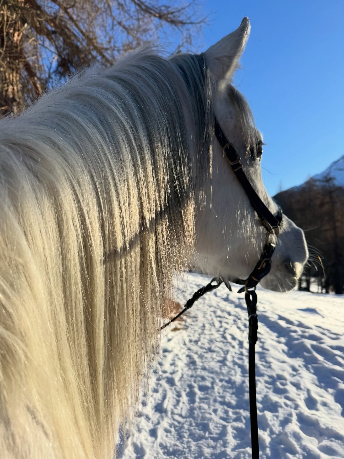 Bioresonanz &ndash; was ist das eigentlich, und was kann sie f&uuml;r dein Pferd leisten?

Ich habe das letzten Sommer bei Na&rsquo;ima ausprobiert &ndash; wegen einem hartn&auml;ckigen Sommerekzem und einem Bl&auml;hbauch, der sie schon l&auml;nger 