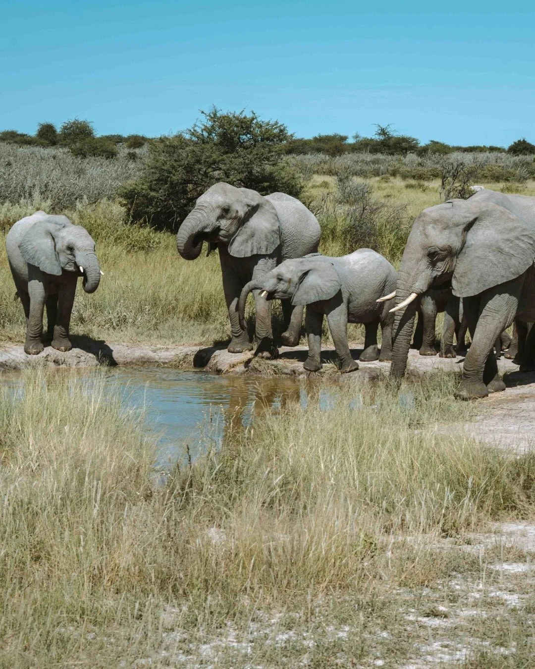 Der Etosha Nationalpark in Namibia - einer der besten Orte, um Afrikas Tierwelt zu erleben 🦒🐘🦓🇳🇦

Die Etosha Salzpfanne ist so gross, dass sie sogar vom All aus sichtbar ist und bietet den perfekten Lebensraum f&uuml;r eine Vielzahl von Wildtier