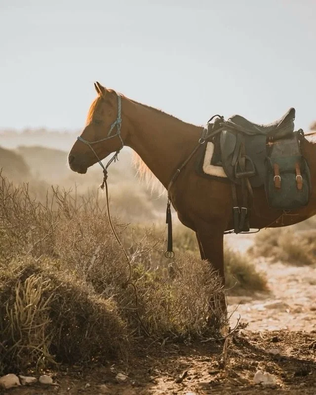 Marokko, aber noch entspannter und auch geeignet bei mittlerer Reiterfahrung? Da haben wir etwas f&uuml;r dich!🐴✨🌅 

Das Interesse an unseren Marokko Angeboten ist enorm - aber bisher waren diese Retreats sehr erfahrenen Reiterinnen vorbehalten. Di