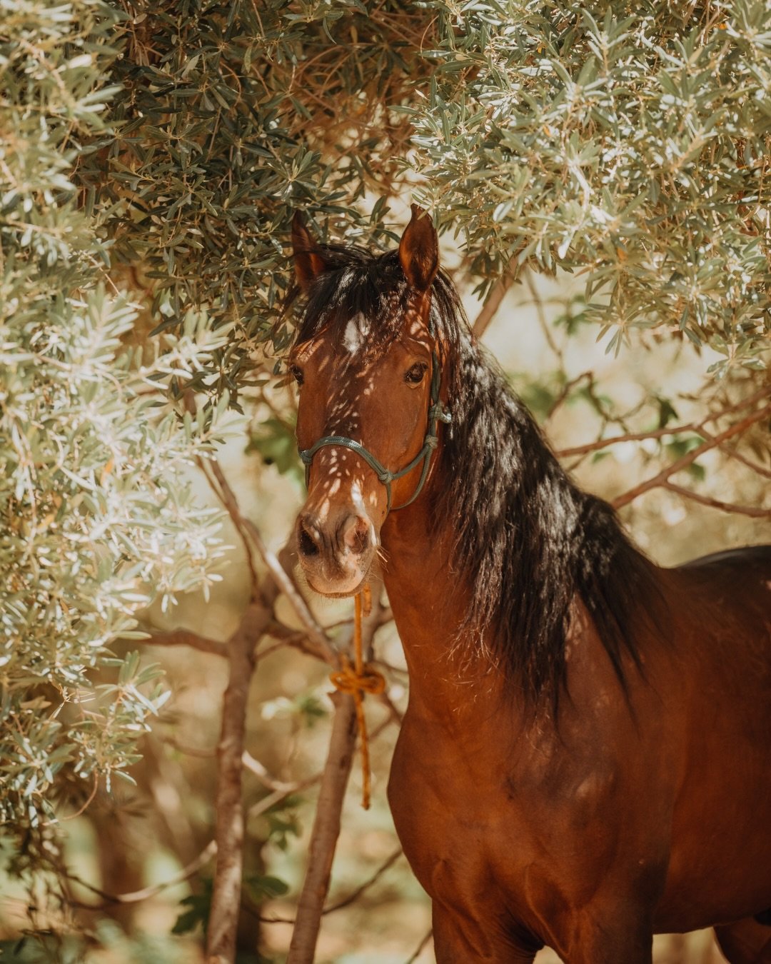 Nur noch wenige freie Pl&auml;tze - der erste von zwei Atlas Ritten dieses Jahr ist ausgebucht 🐎🇲🇦
Wir reiten in dieser Woche durch die majest&auml;tische Landschaft der Ausl&auml;ufer des Atlasgebirges in Marokko: Von der ber&uuml;hmten Lehmstadt