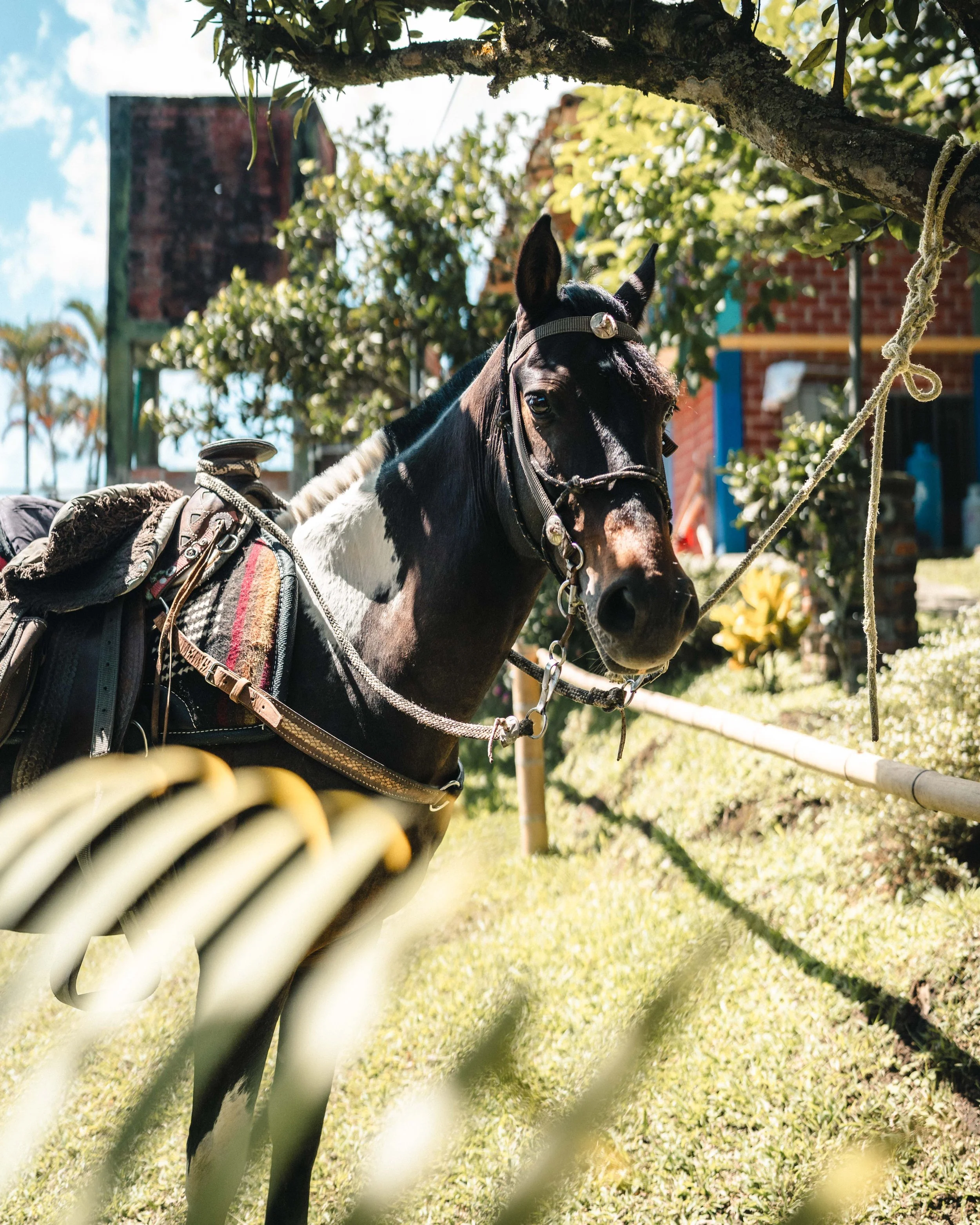 web_Steelhorse-1379.jpg