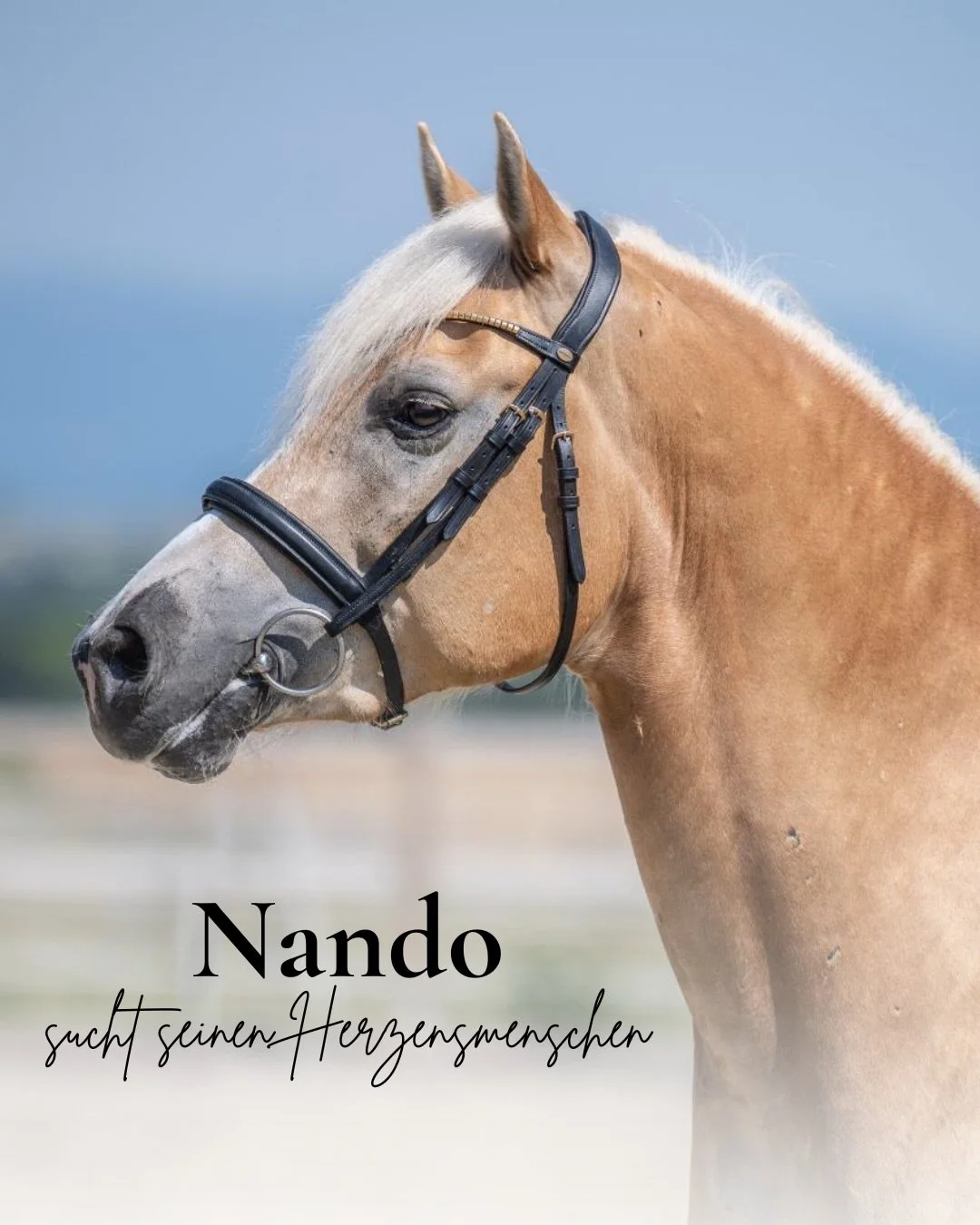 Nando &ndash; ein besonderes Pferd sucht seinen Lebensplatz&nbsp;🐴&nbsp;❤️ Nando ist ein 8-j&auml;hriger Haflinger-Wallach mit tollem K&ouml;rperbau, tadellosen Hufen und guter Abstammung. Als Siegerfohlen machte er bereits fr&uuml;h auf sich aufmer