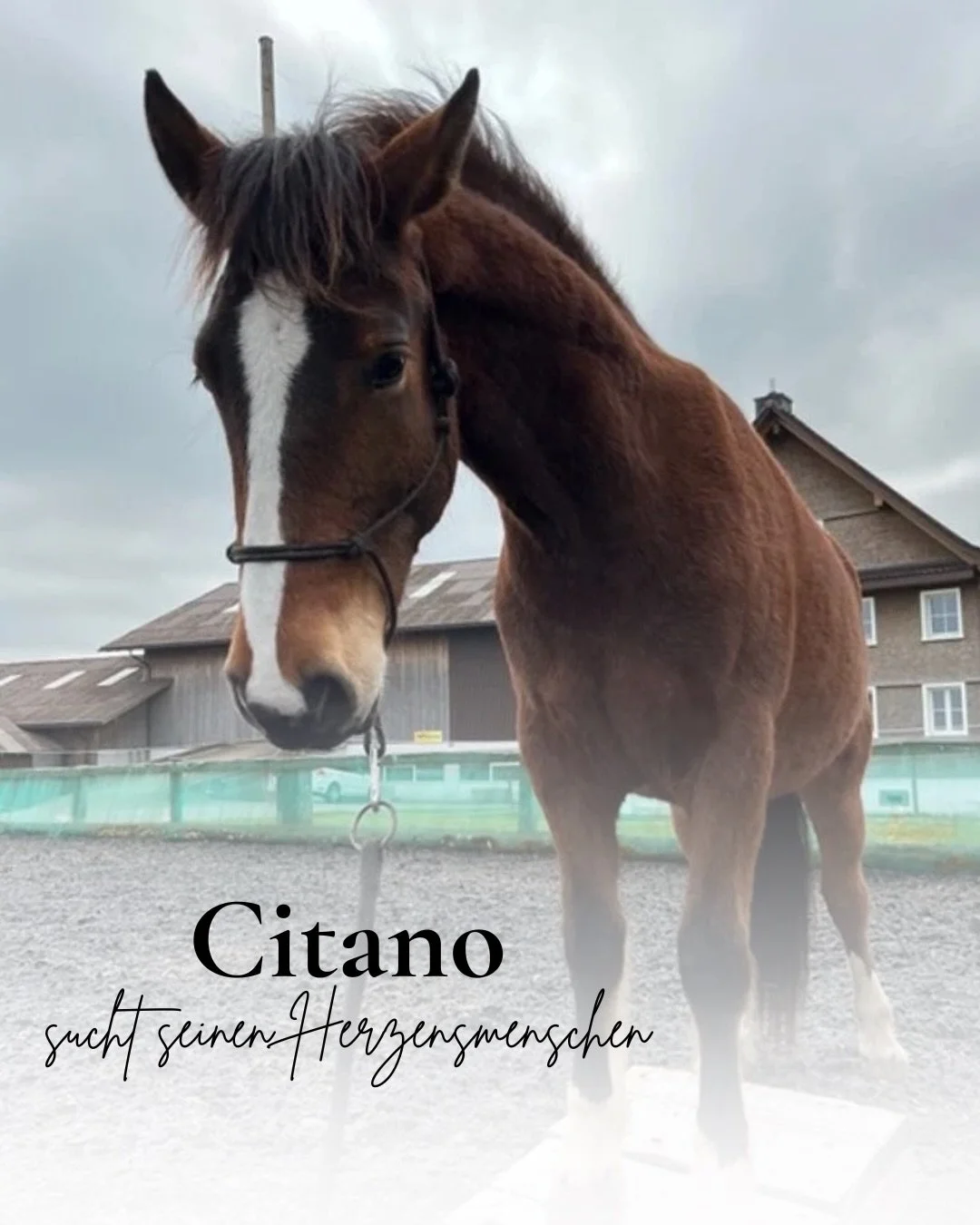 Heute stelle ich dir ein Verkaufspferd vor, das in einer Herde aufwachsen durfte und mit viel Zeit, Sorgfalt und Herz ausbildet wurde 🐴&nbsp;Citano&nbsp;(Freiberger, 3.5 j&auml;hrig) ist ein aufgeweckter, lernfreudiger Wallach mit ausgeglichenem Tem
