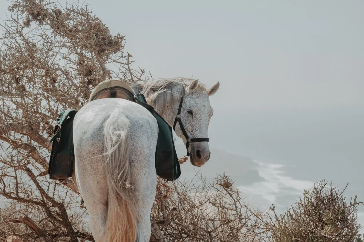 222 - MarokkoHerbst25-223.jpg