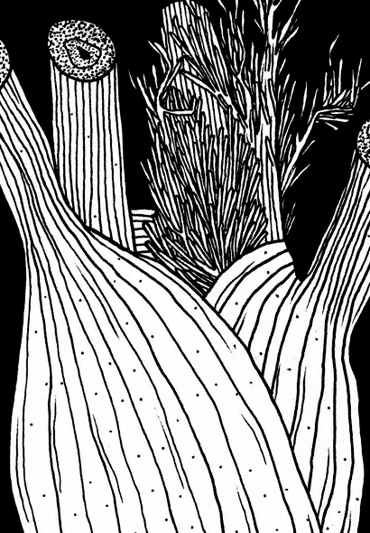 fenchel_detail.jpg