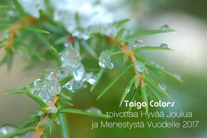 Taiga Colors on avoinna joulunalusviikolla ma-t0 10-19 ja aatonaattona perjantaina 10-18. Tervetuloa! Taiga Colors lomailee 24.12.2016-1.1.2017. Tervetuloa jälleen 2.1.2017 ♥ Taiga Colors opening hours on week 51: 20-22th Dec 10 AM to 7 PM, 23rd Dec 10 AM to 6 PM. Welcome! Taiga Colors will be closed between 24th of Dec and the 1st of January. Welcome again the 2nd of January