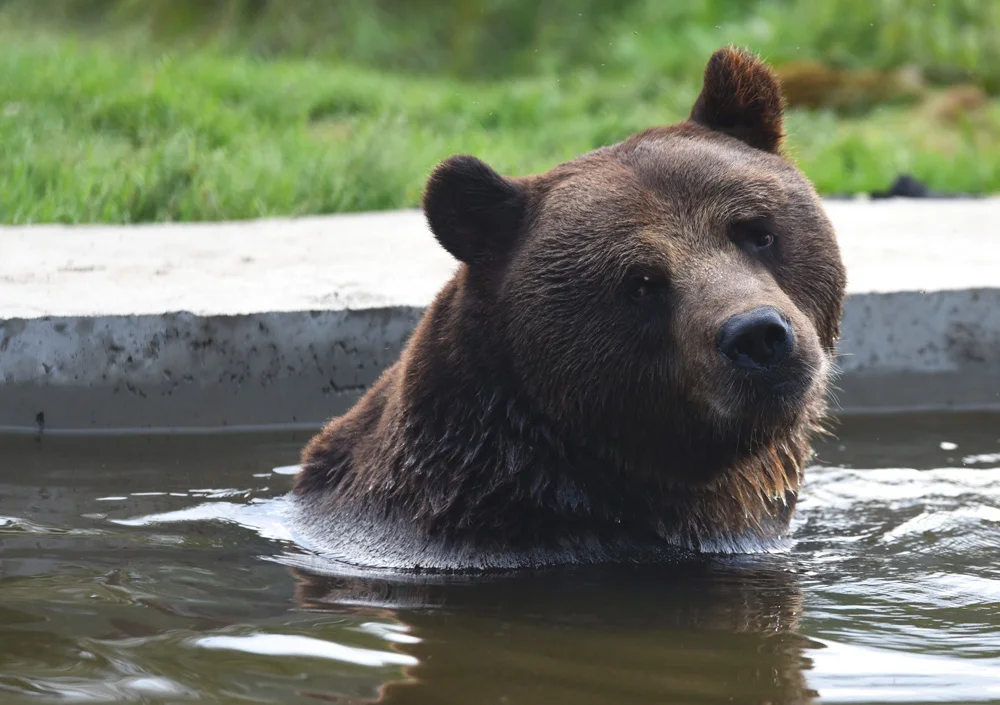 Juuso the Bear taking a bath.jpg