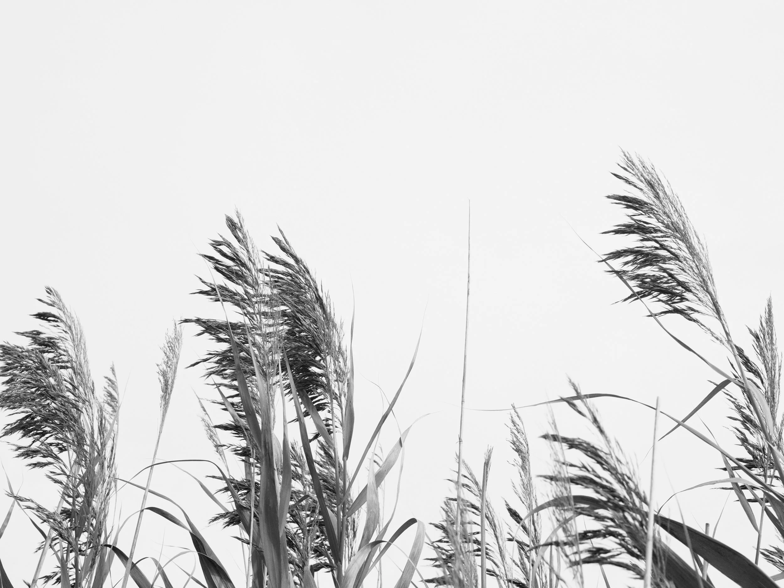 Oliver Hadlee Pearch - H&M - 2016 - 61.jpg