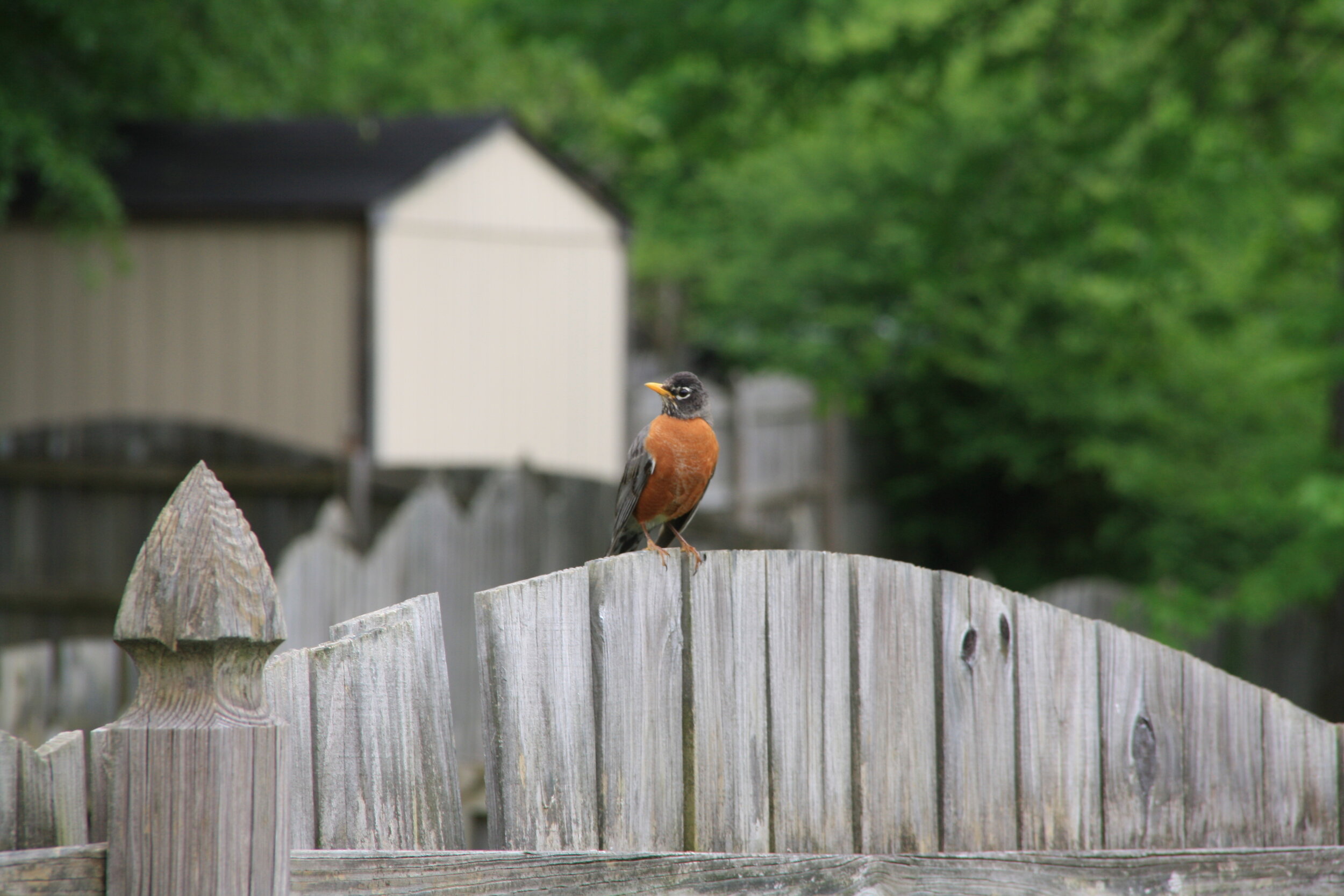 I spy a little robin on watch.  