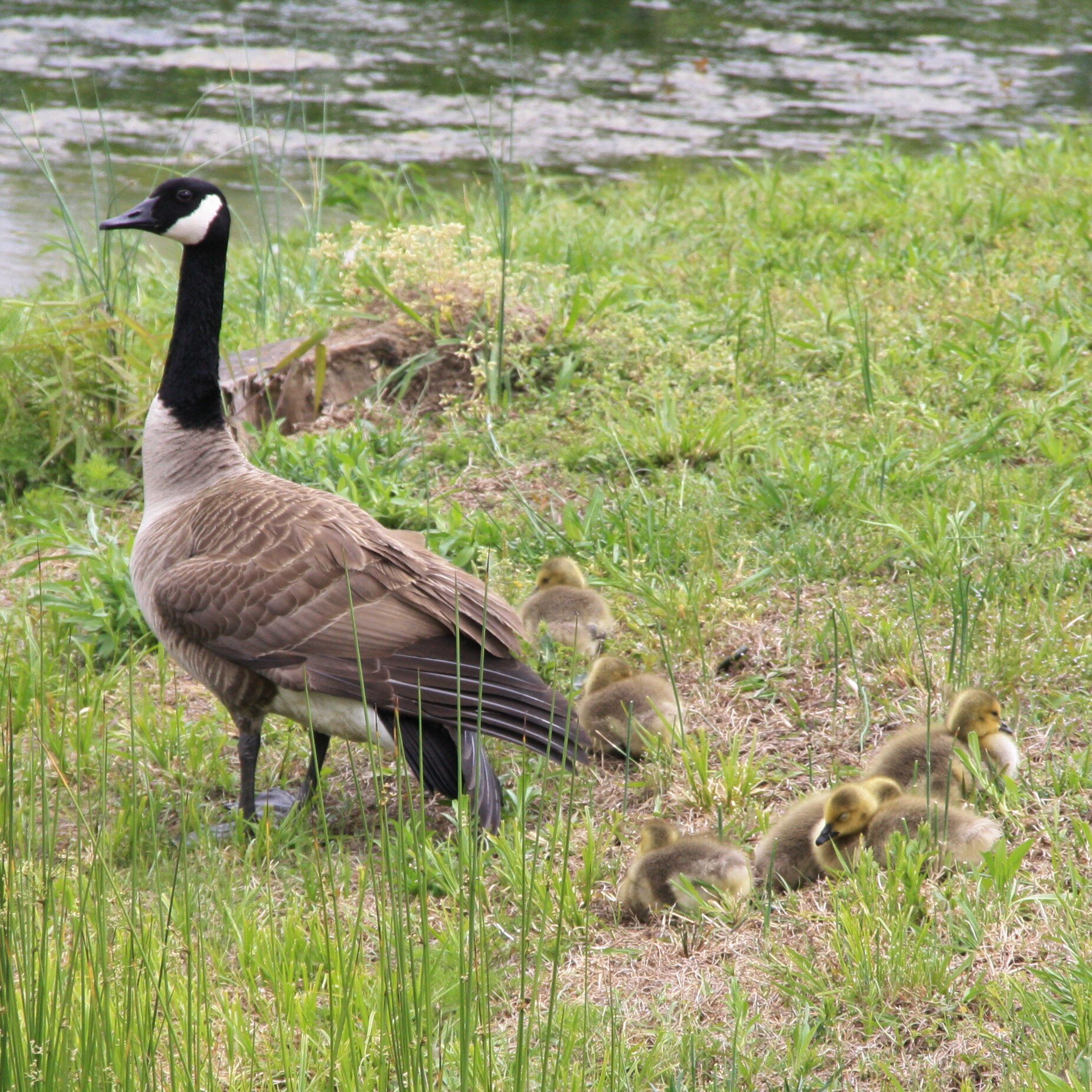 We have goslings this year!  