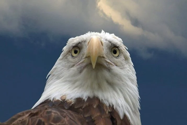 Austin Eagles contract Bird Flu on season long loan