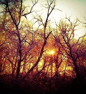 The Light of Silence