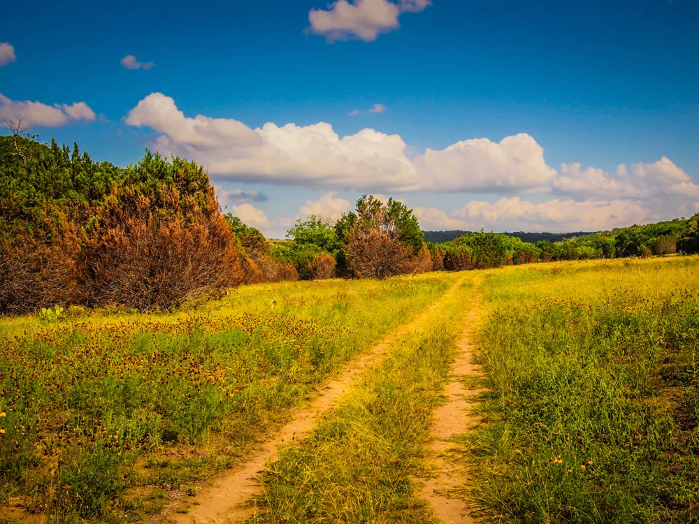 Walking: The Force and Fuel of Creativity