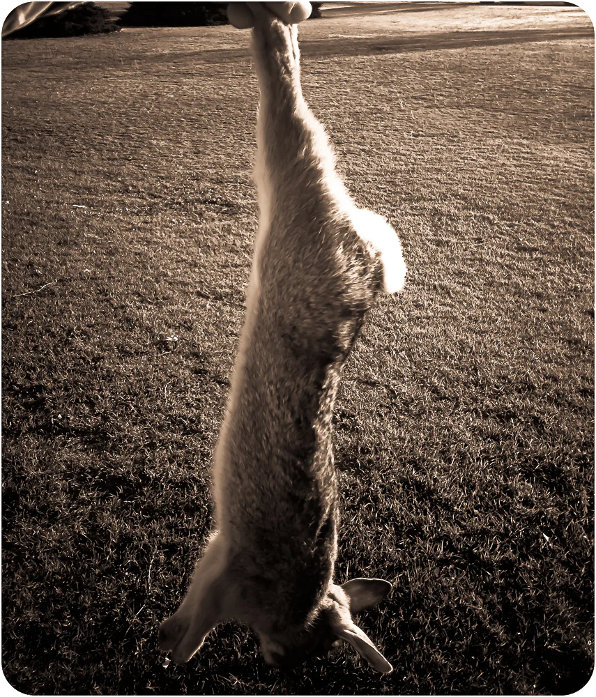 Rabbit
