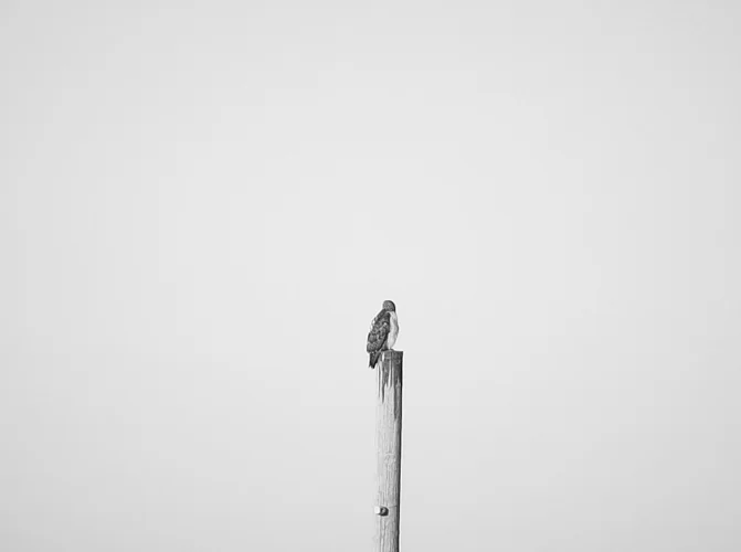 hawk.jpg