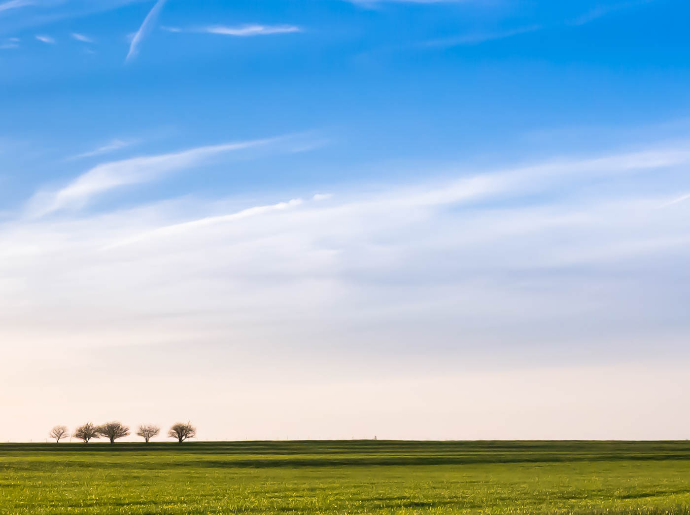 green wheat field.jpg