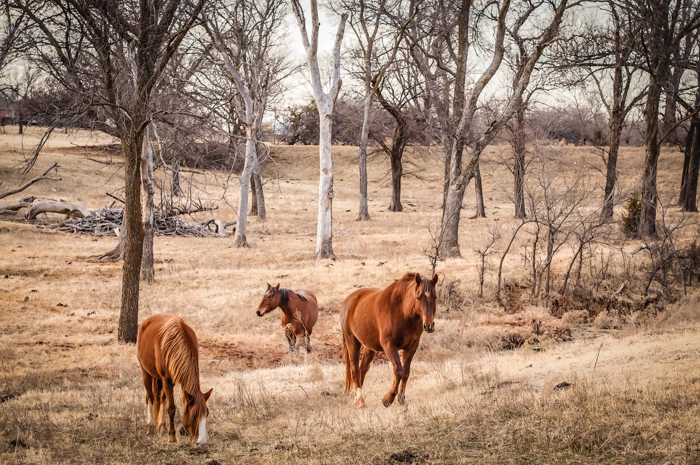 horses three-2.jpg