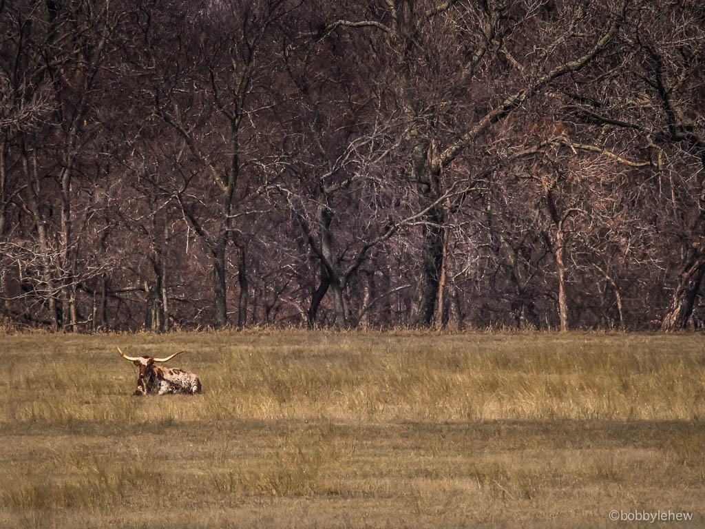 oklahoma longhorn piedmont.jpg