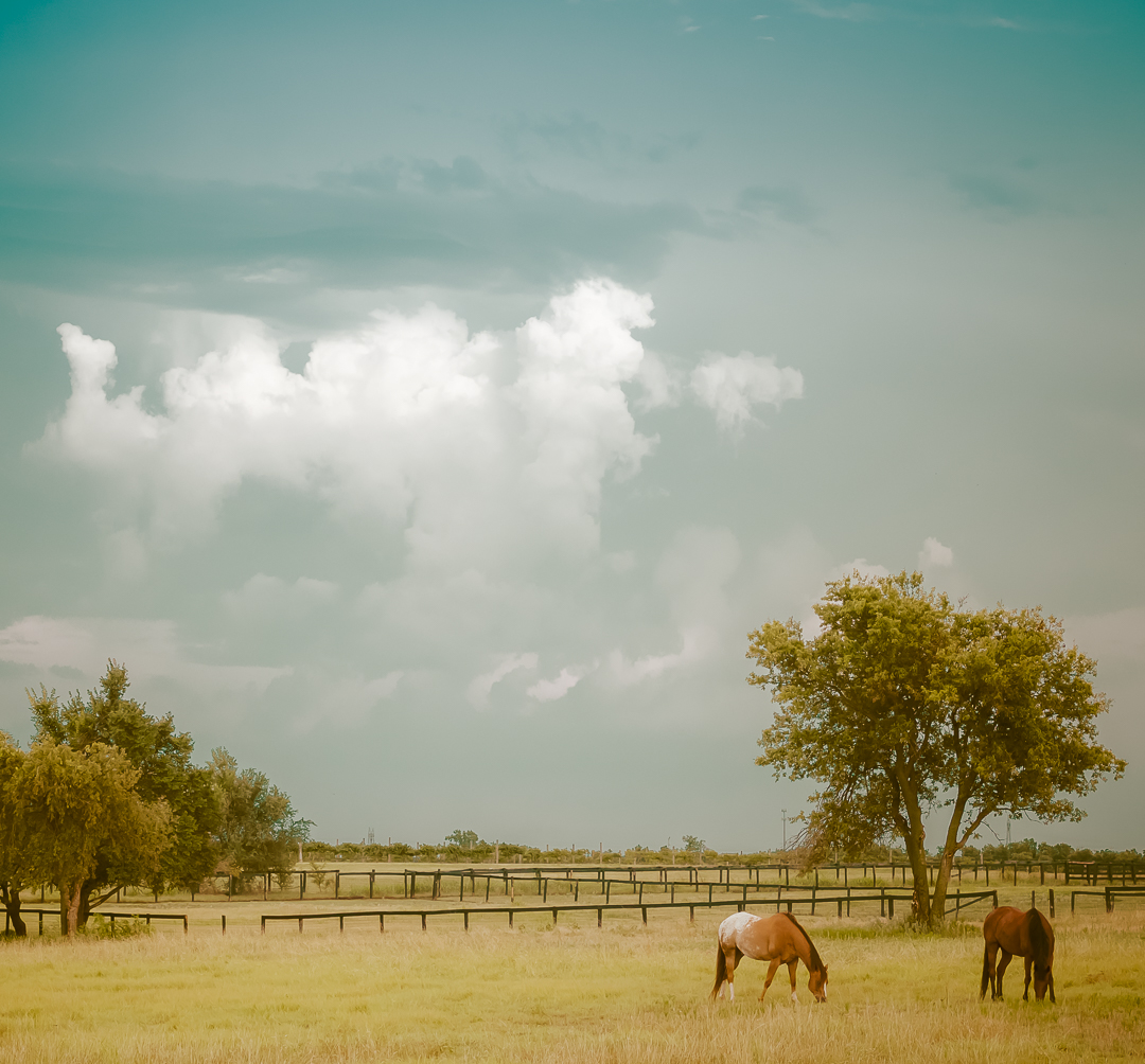 horses country.jpg
