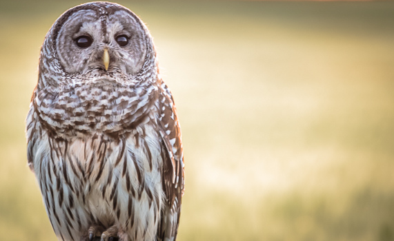 barn owl.jpg