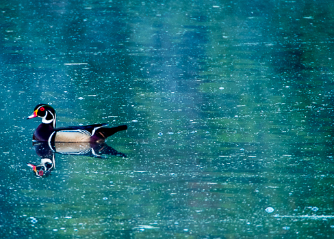 wood duck.jpg