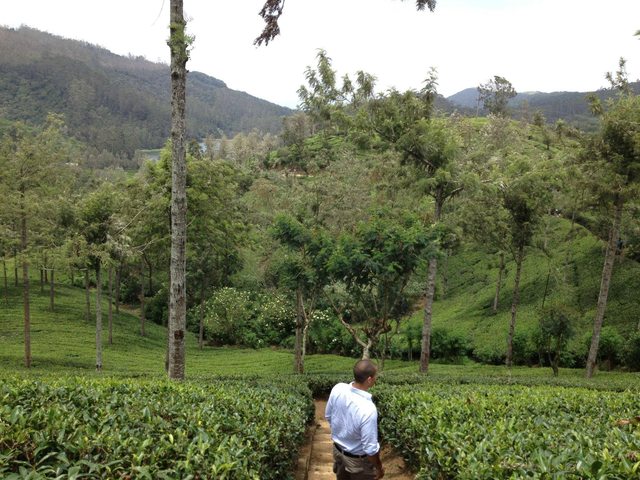  Lover's Tea Plantation