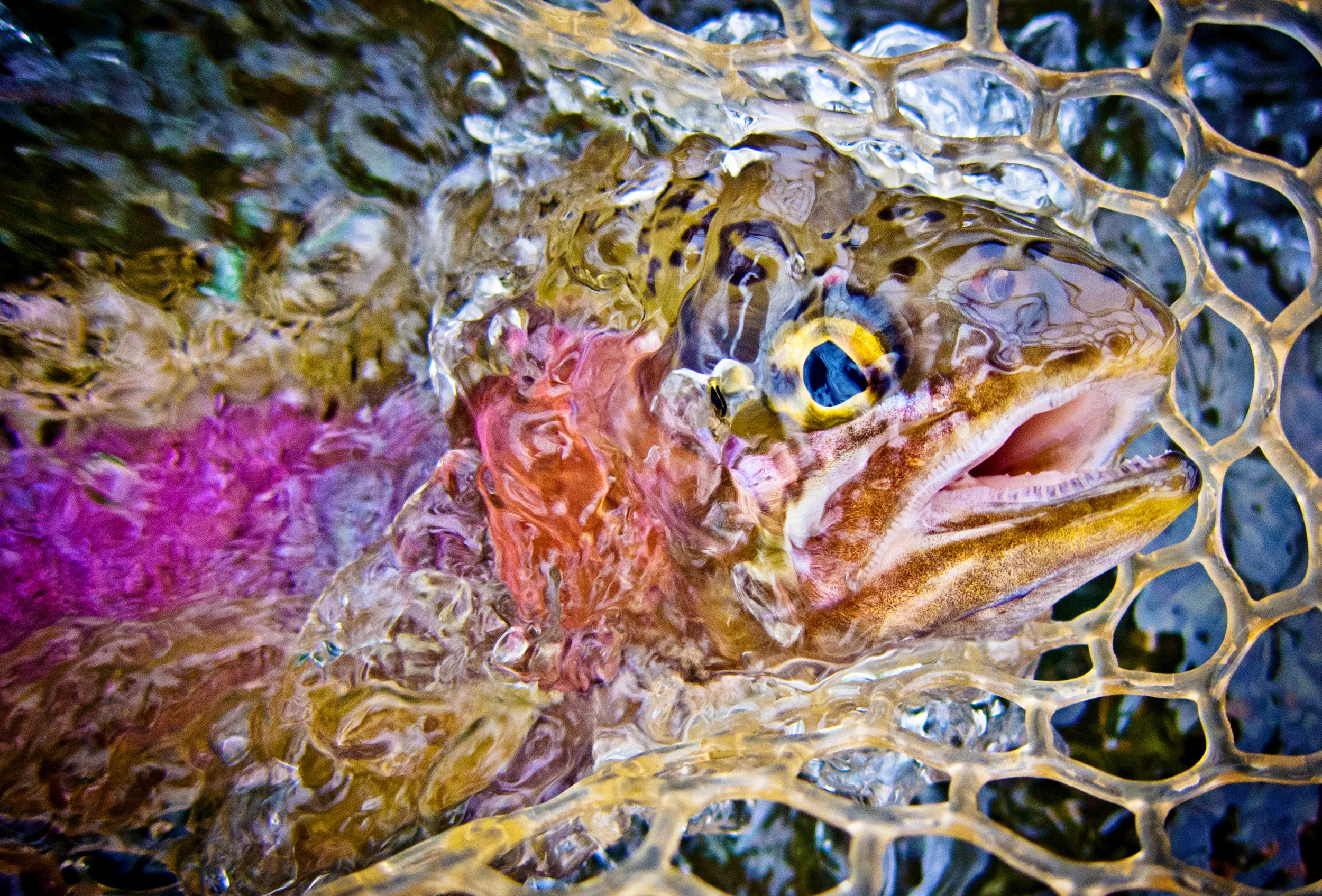 Netted Deschutes Redside Trout