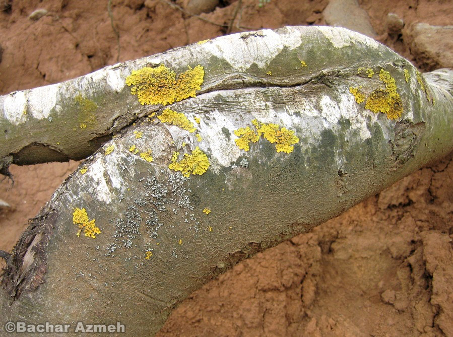Sun bather on fertile soil