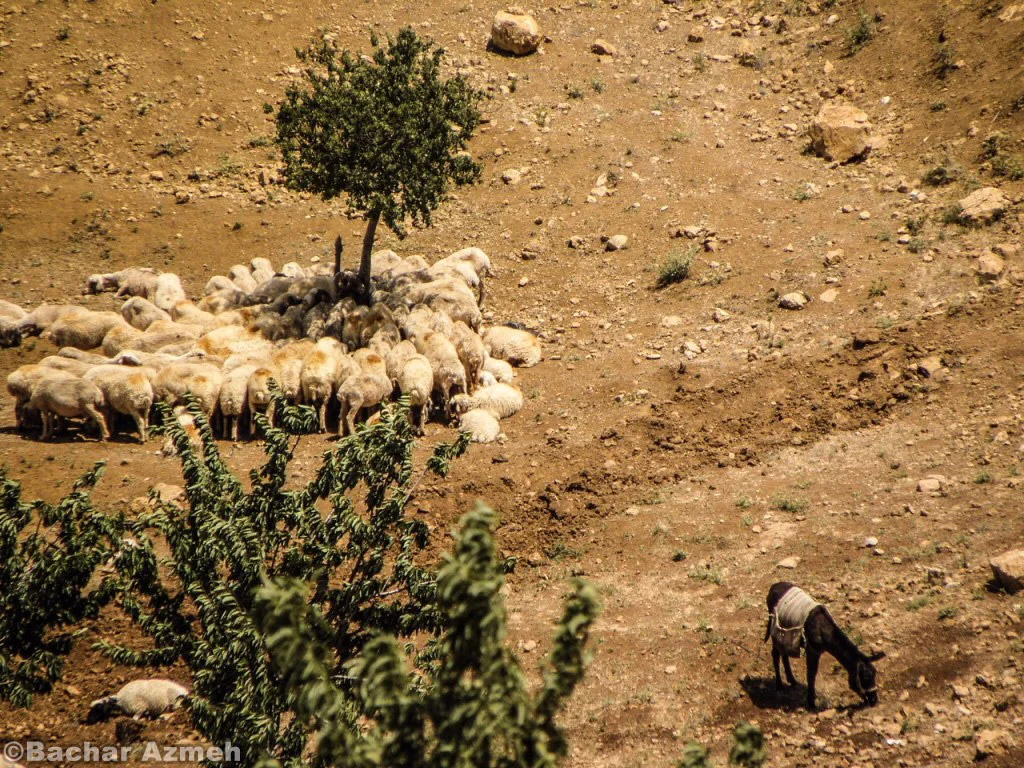 Sheep herd with donkey 