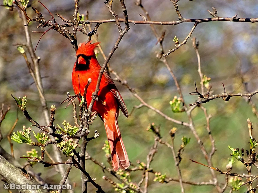 Mail Cardinal in spring time
