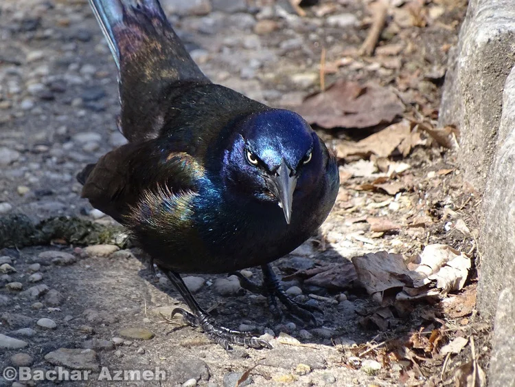 Grackle