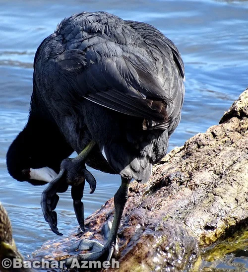 American Coot (resting)
