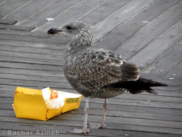 Seagull's leftover snack