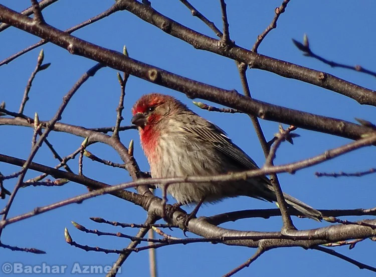 House finch