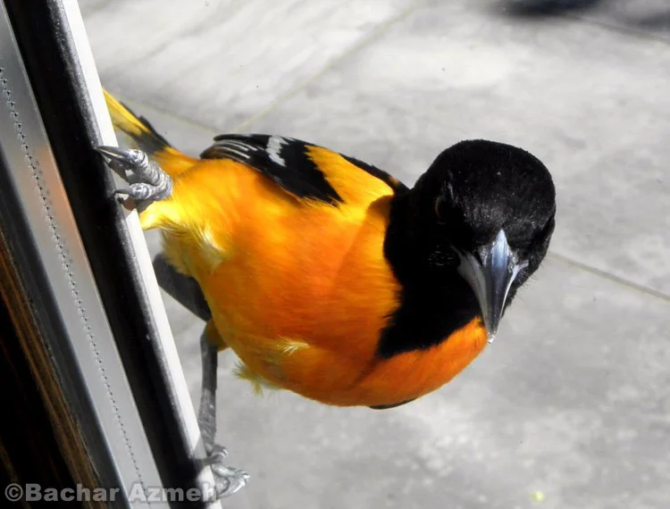 Baltimore Oriole