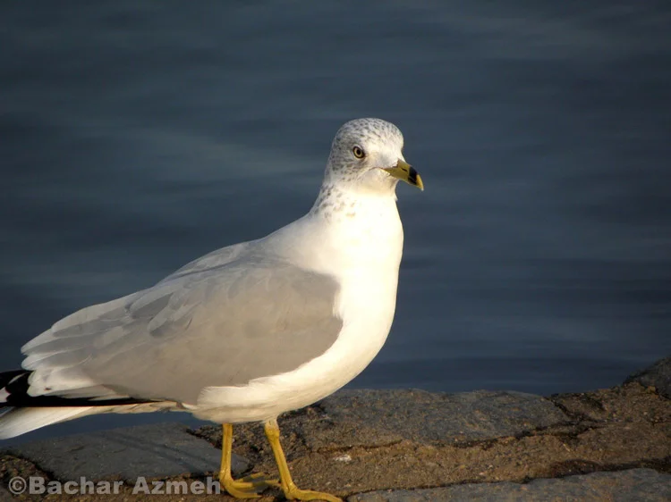 Yellow-legged Gull