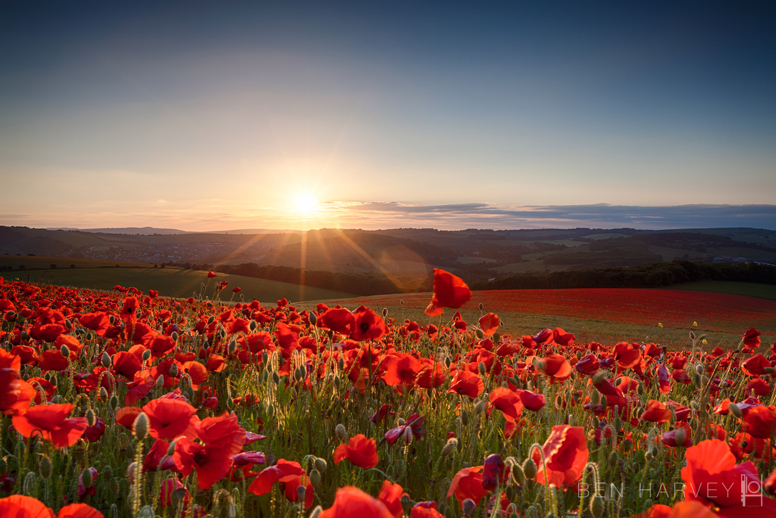 POPPY FIELD.jpg