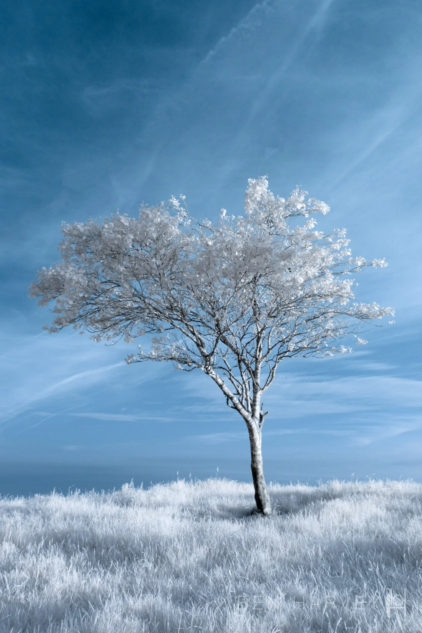 LONE TREE.JPG