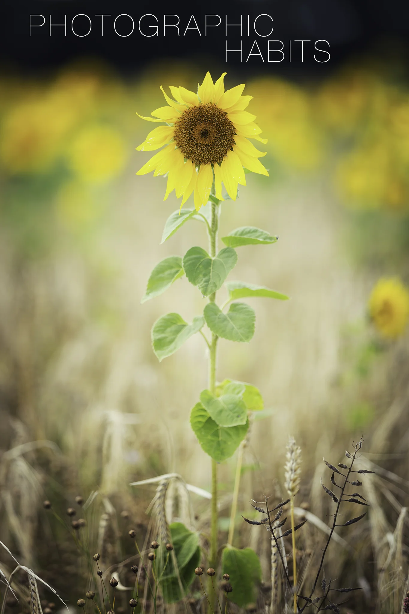 My first ever visit to a sunflower field - August 2017