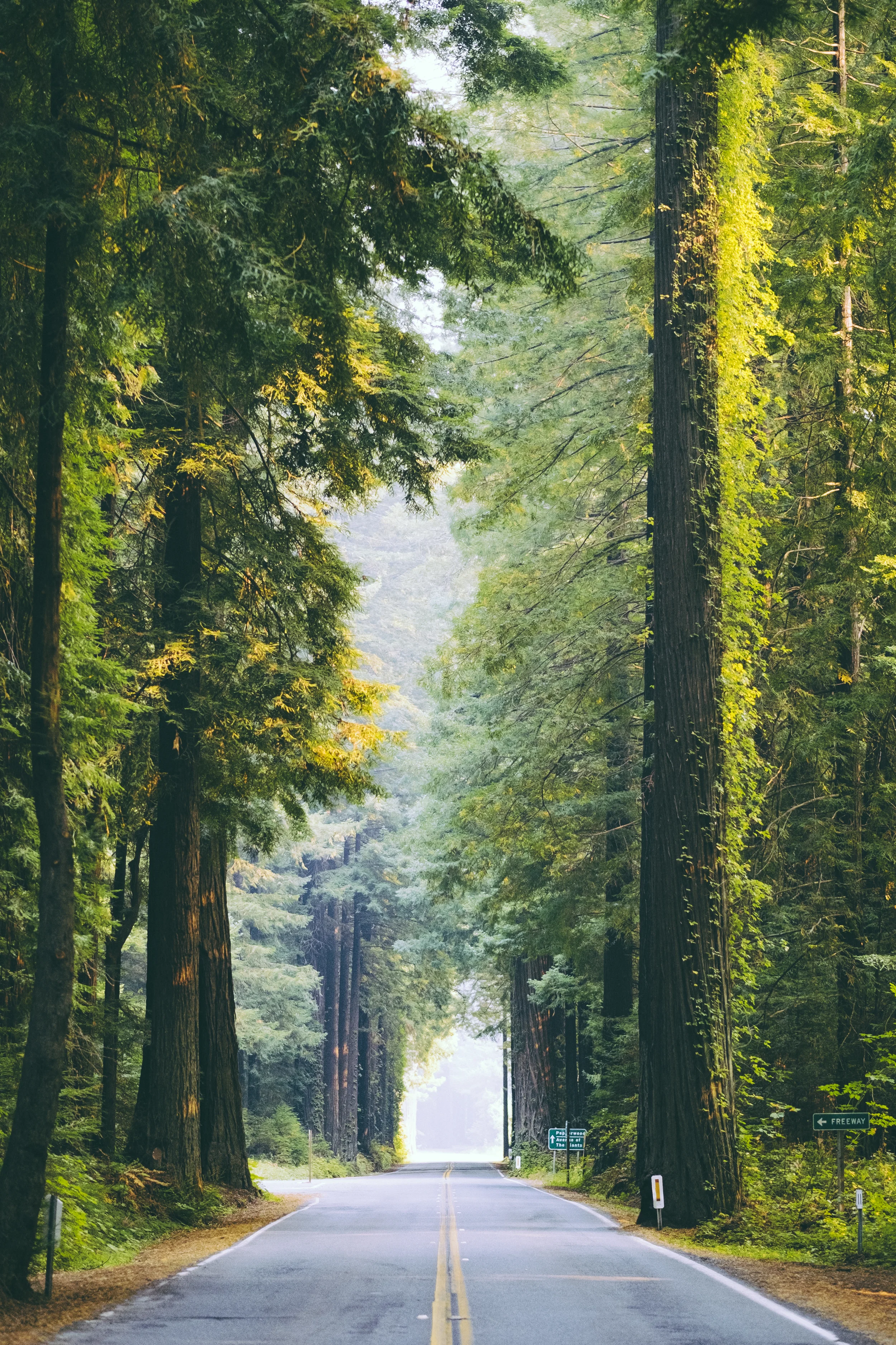 Avenue Of the Giants