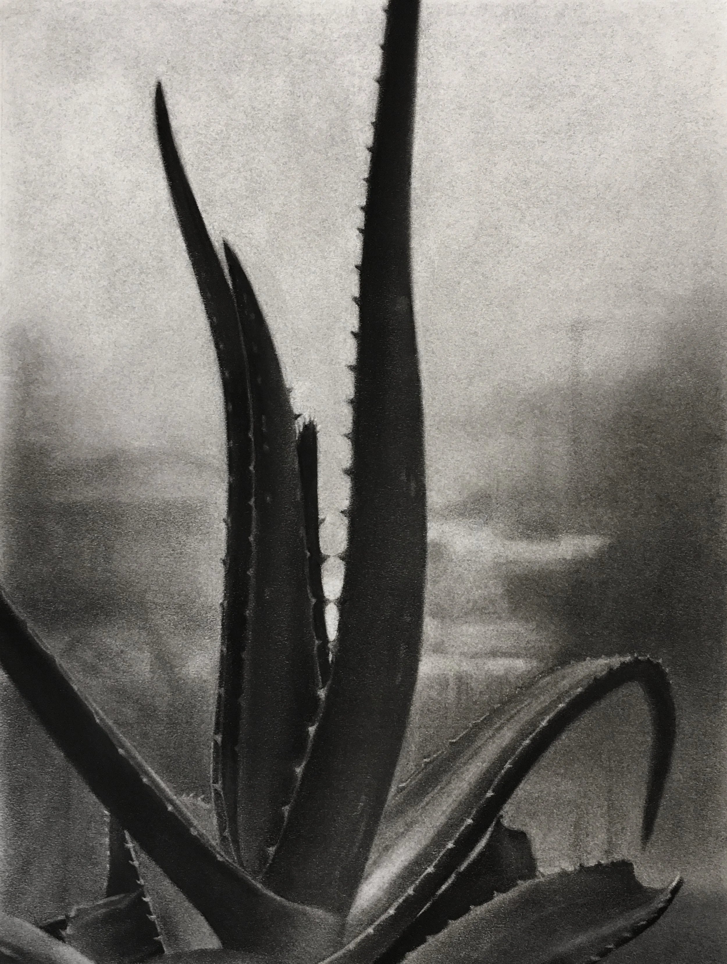 Aloe.JPG