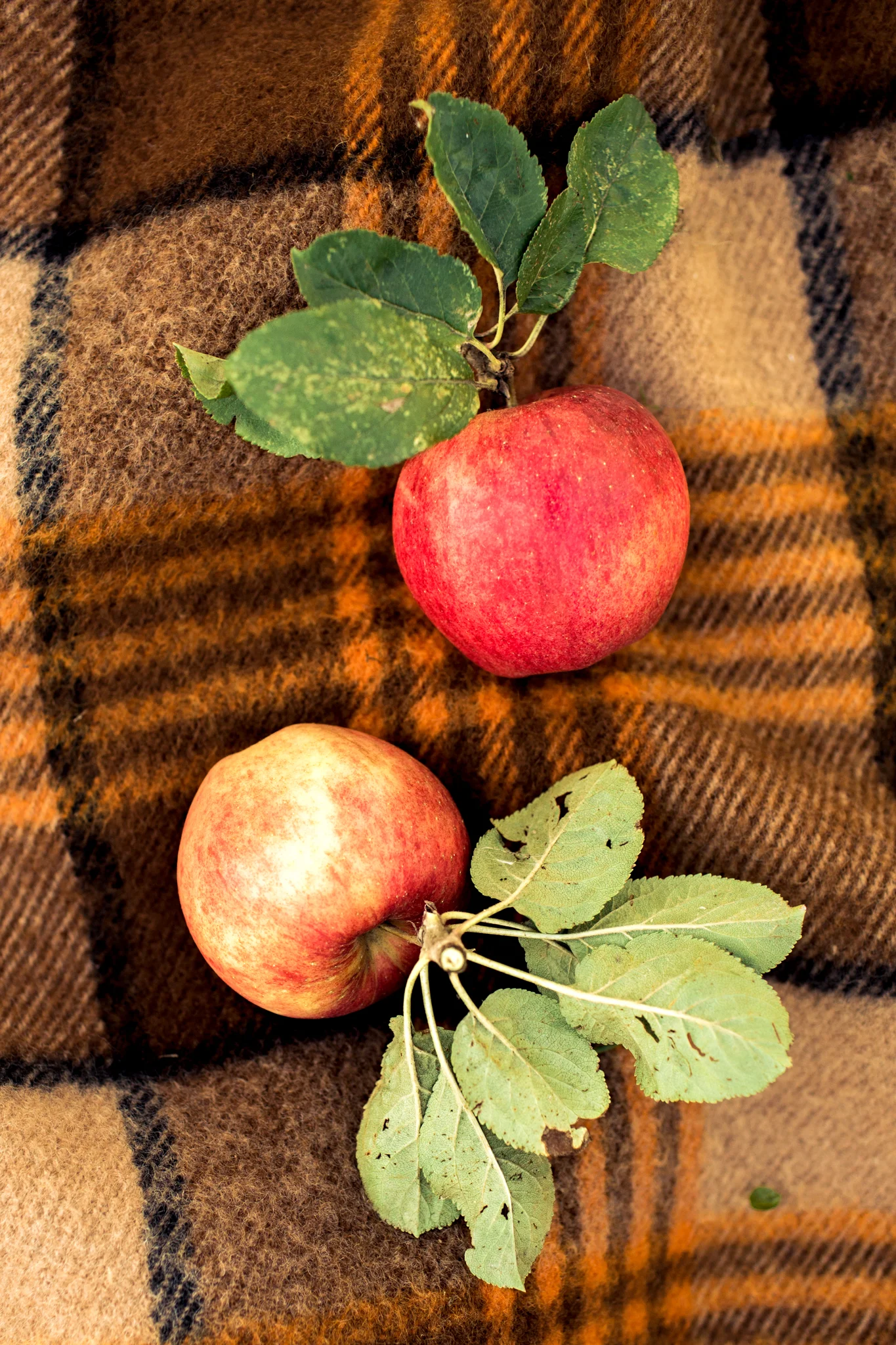 Fruittuin-van-West-Fotoshoot.jpg