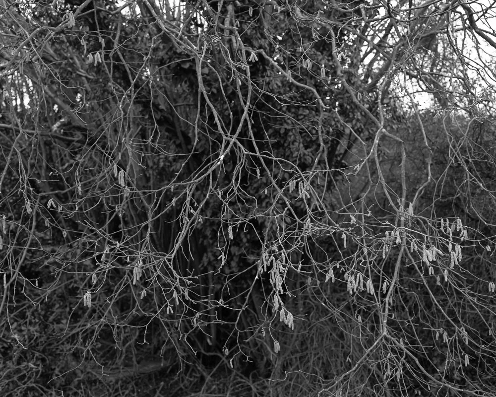 TheGardenTheFieldThePond009.jpeg