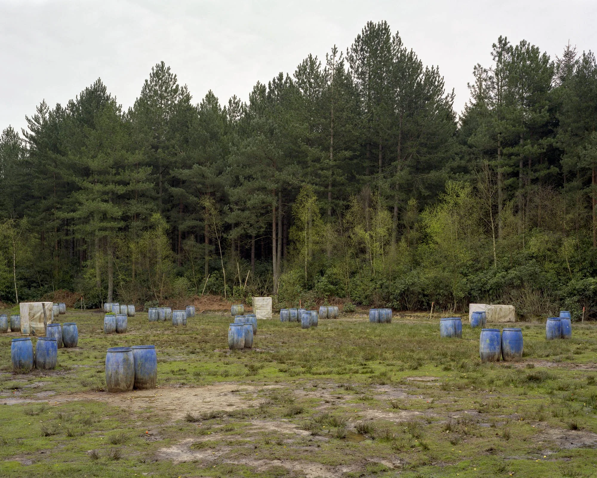 Into The Woods5.jpeg