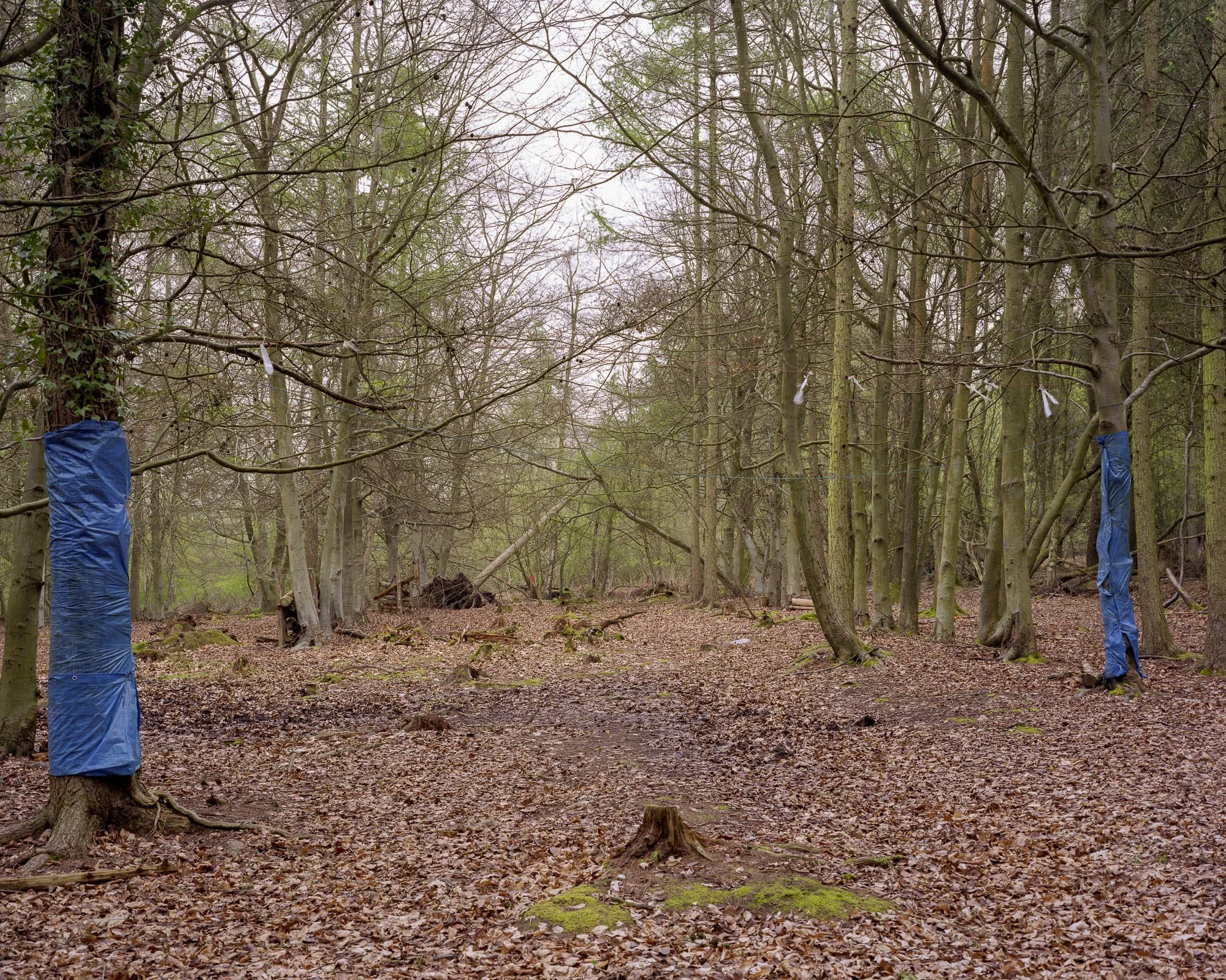 Into The Woods8.jpeg