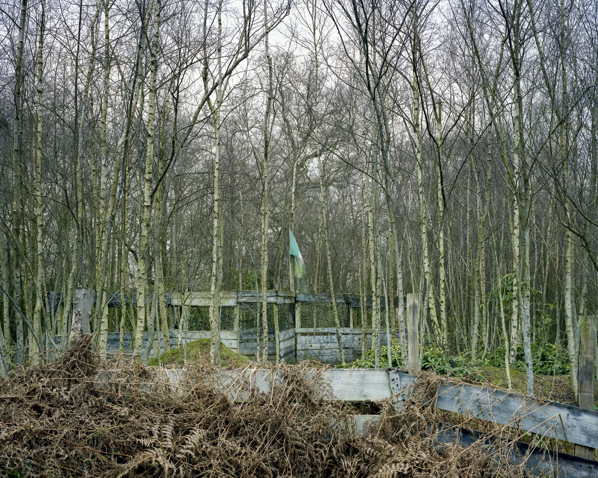 Into The Woods1.jpeg