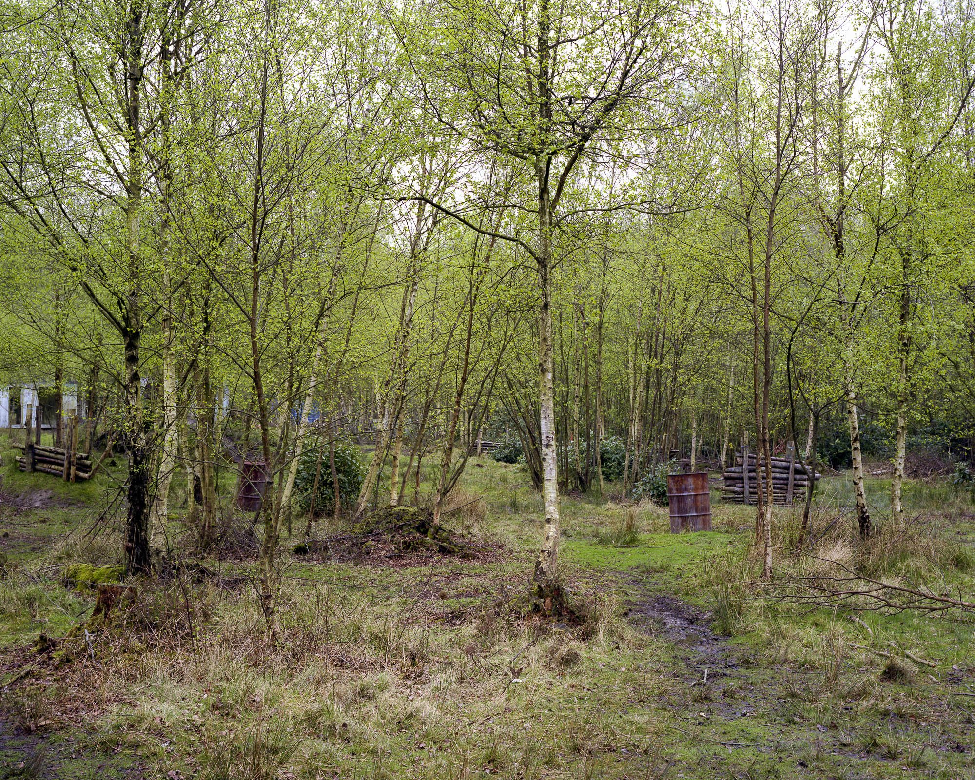 Into The Woods4.jpeg