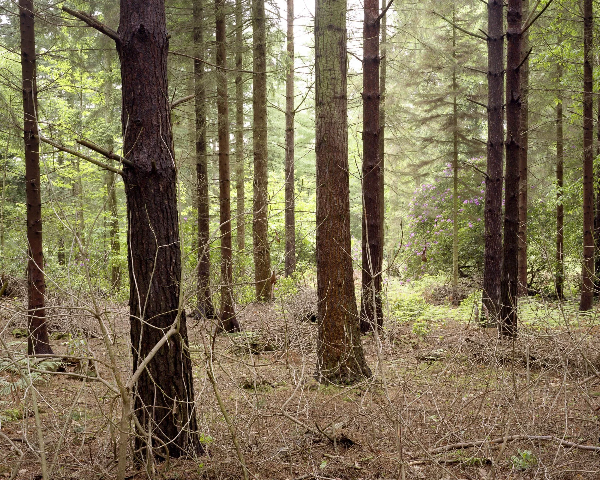 Into The Woods10.jpeg