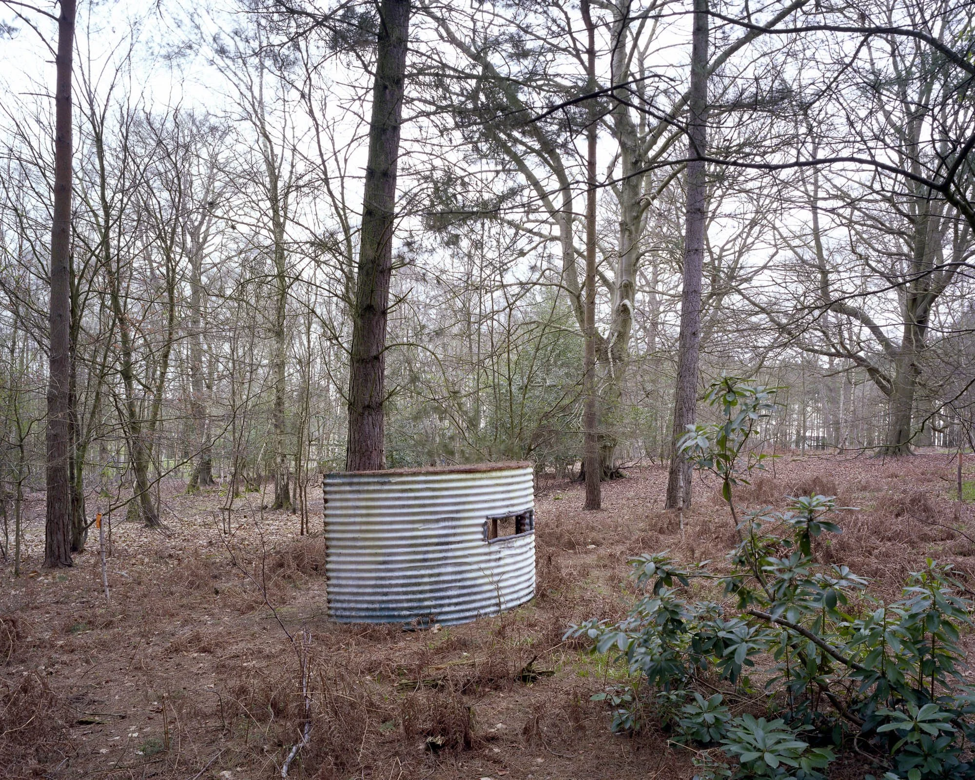 Into The Woods2.jpeg